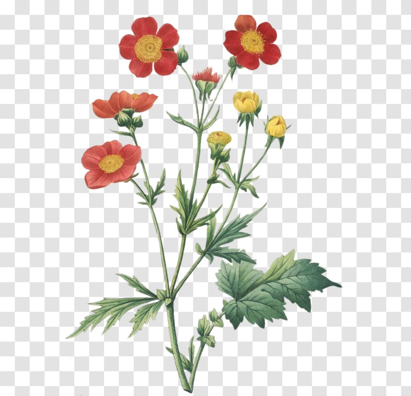 Botanical Illustration Art Botany - Flowering Plant Transparent PNG