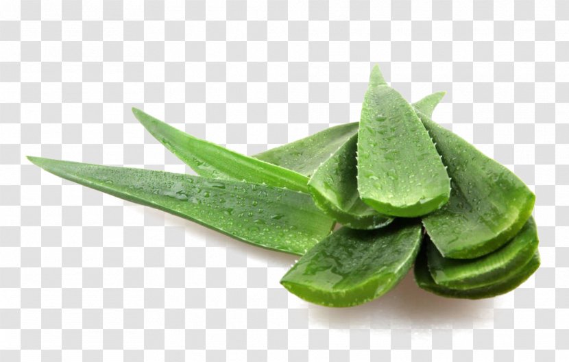 Aloe Vera Photography Plant - Agave Transparent PNG