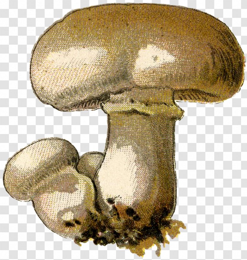 Common Mushroom Pleurotus Eryngii Oyster Shiitake Transparent PNG