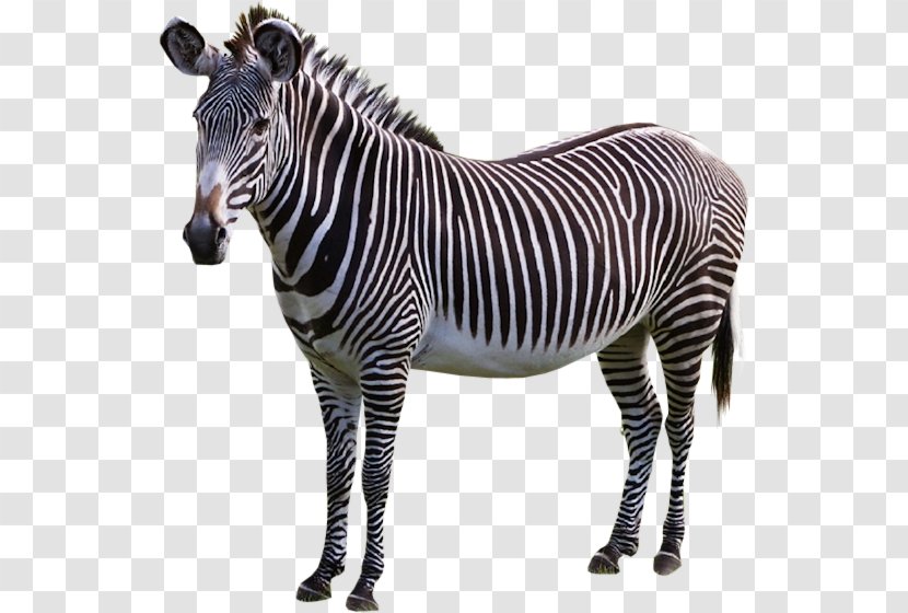 Zebra Horse Donkey - Yandex Search Transparent PNG