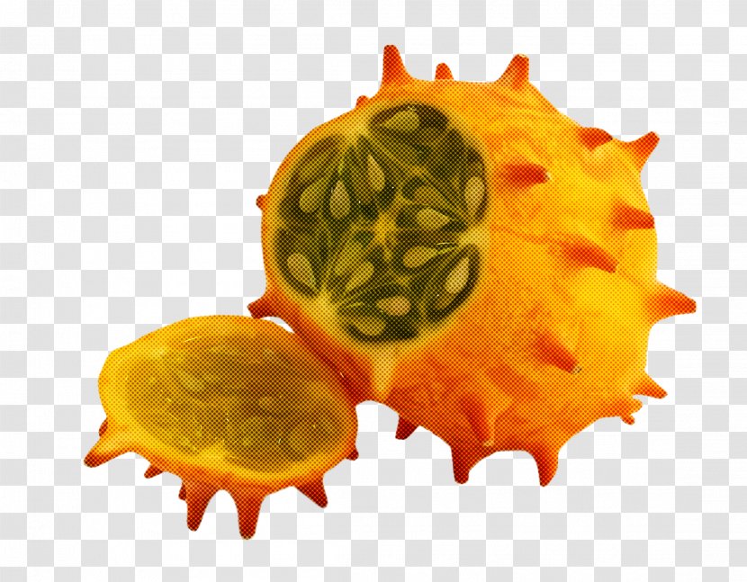 Pitahaya Yellow Fruit Cucumis Horned Melon - Plant - Vegetable Transparent PNG