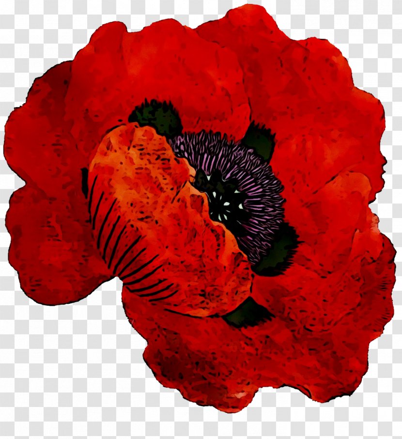 RED.M - Plant - Oriental Poppy Transparent PNG