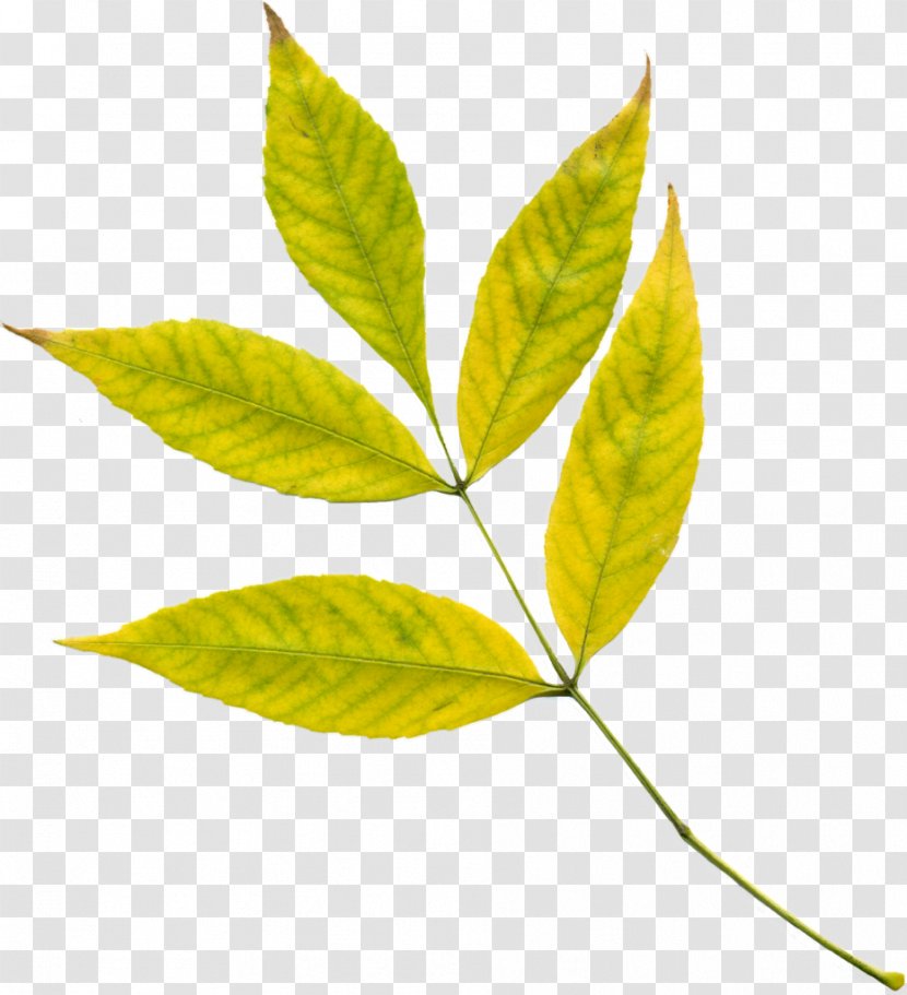 Autumn Leaf Color Plant Yellow Transparent PNG
