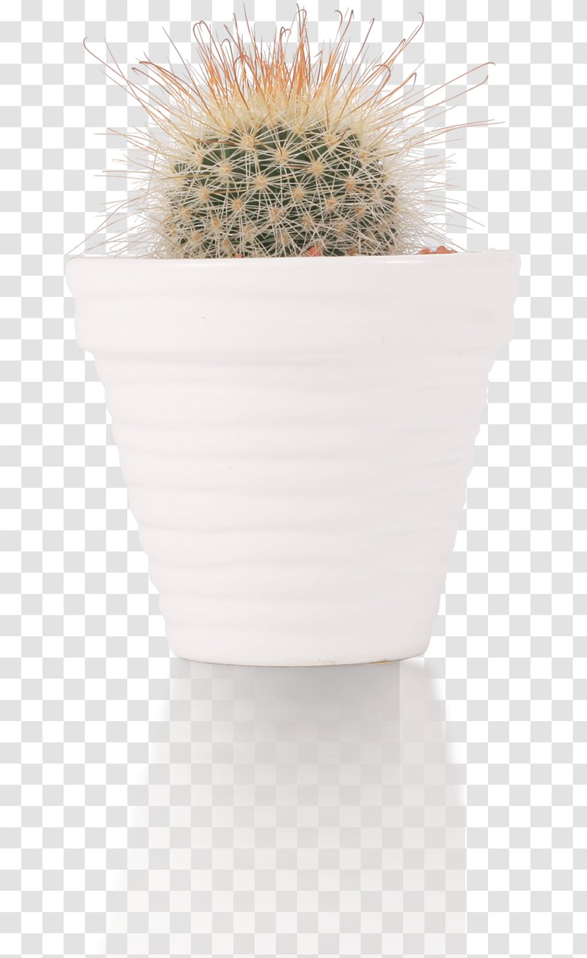 Cactaceae Flowerpot - Plant - Cactus Transparent PNG