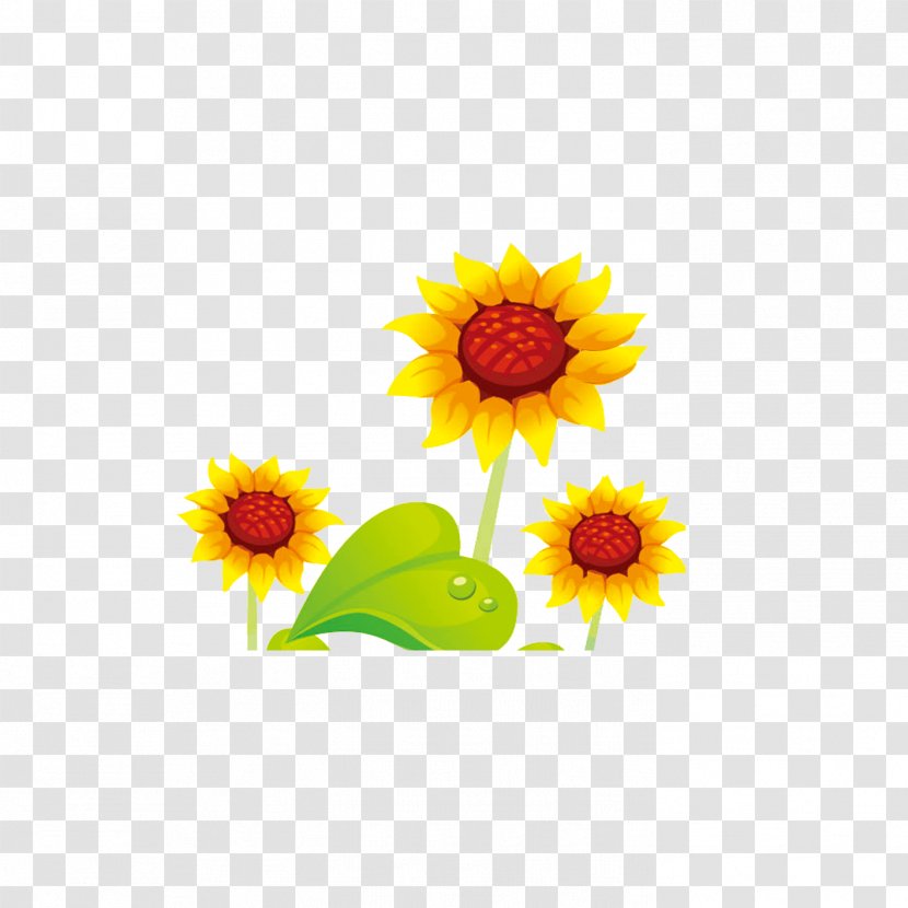 Common Sunflower Cartoon - Flowering Plant - Cute Flowers Transparent PNG