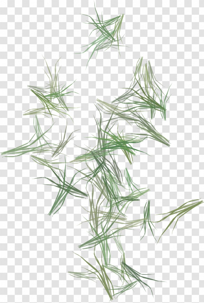 Herbaceous Plant Stem Grassland - Picture Frames - Bamboo Transparent PNG