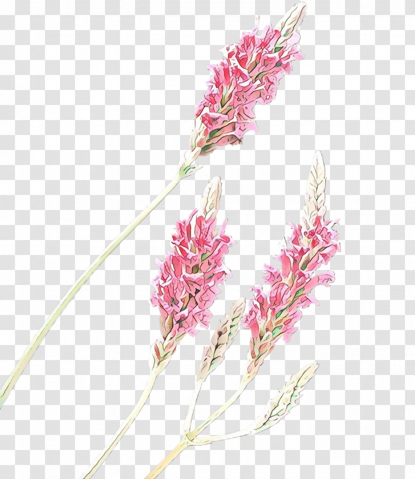 Flowering Plant Flower Pink Pedicel - Grass Family - Cut Flowers Stem Transparent PNG