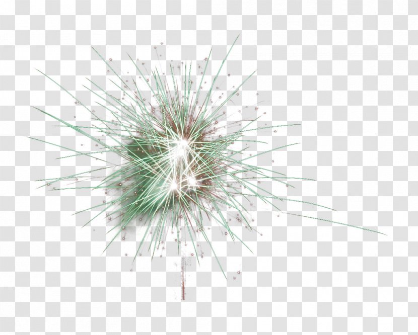 Fireworks Desktop Wallpaper - Pine Family Transparent PNG