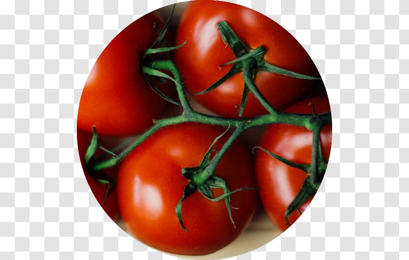 Chutney Roma Tomato Plum Vegetable Cherry - Bush Transparent PNG