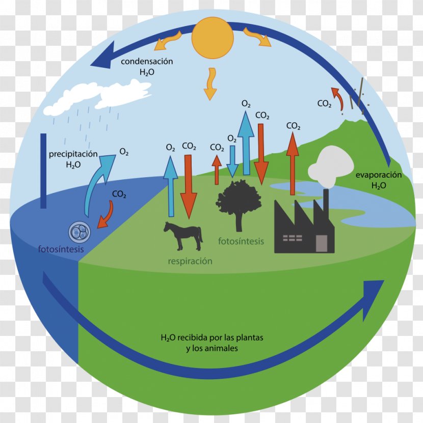 Oxygen Cycle Carbon Dioxide Water - Bicycle Transparent PNG