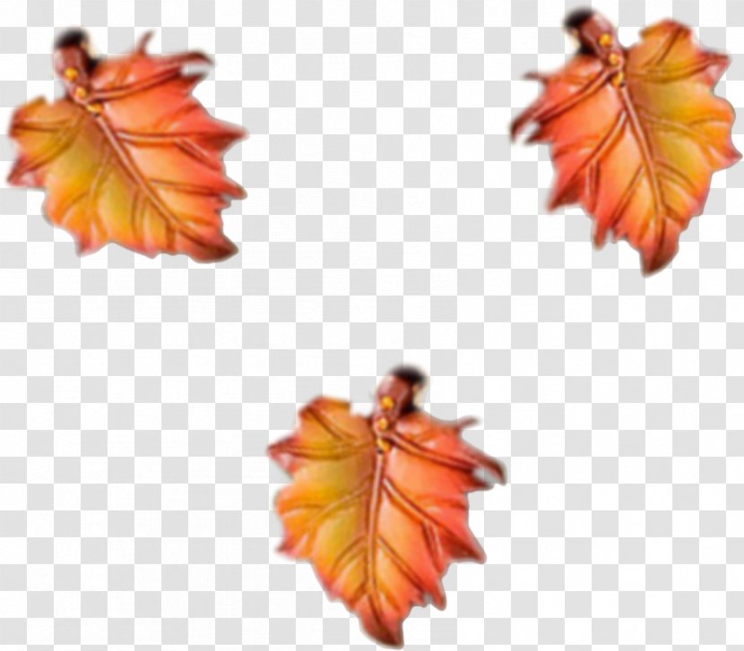 Orange Maple - Flower Transparent PNG