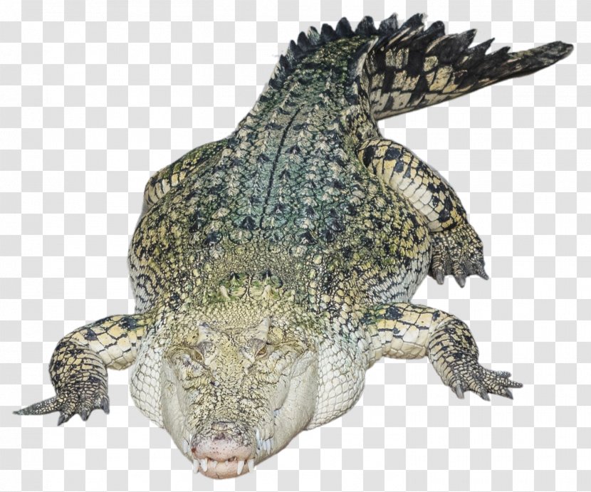 Nile Crocodile Alligator - Crocodilia - Photo Transparent PNG