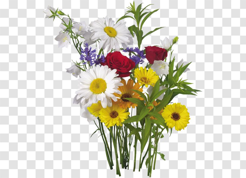 Flower Desktop Wallpaper Plant Transvaal Daisy - Yellow Transparent PNG