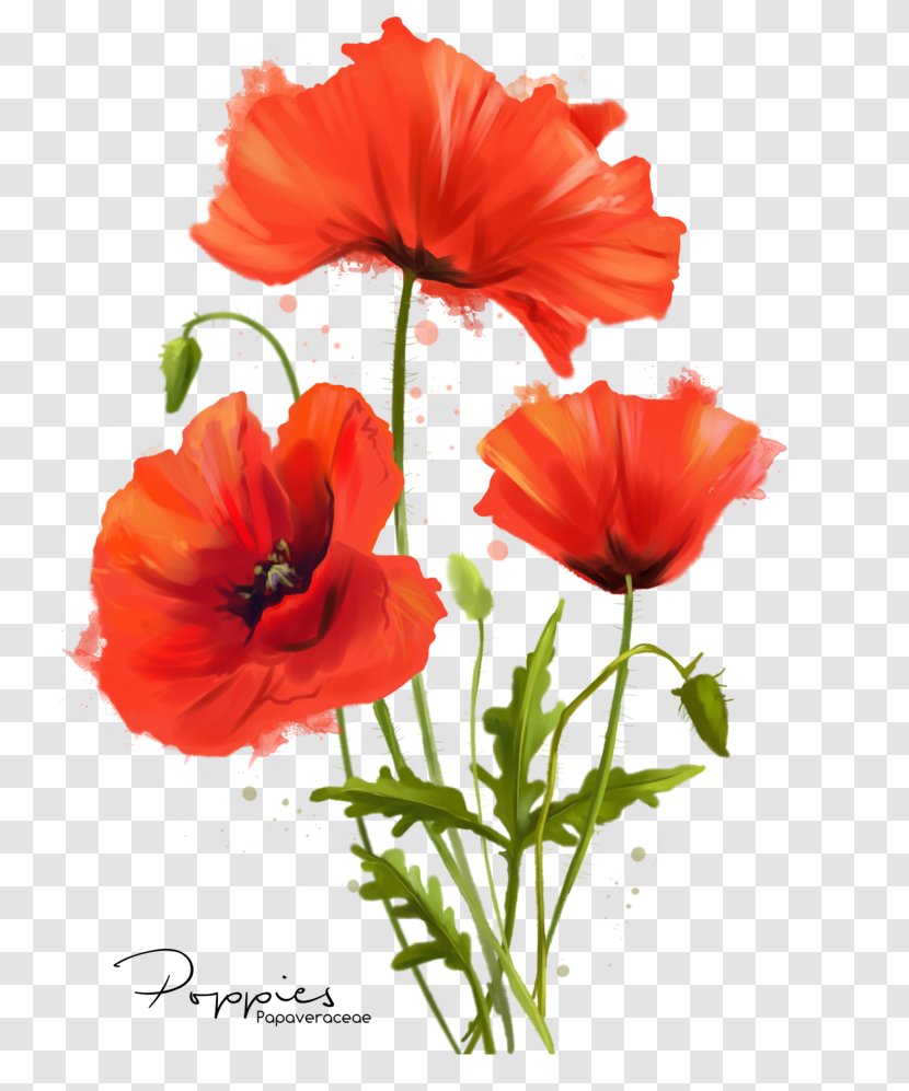 Common Poppy Flower Watercolor Painting - Art - Poppies Drawing Transparent PNG