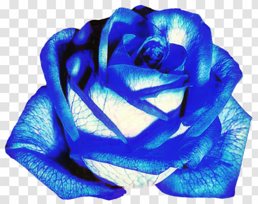 Blue Rose Garden Roses Flower - Plant Transparent PNG