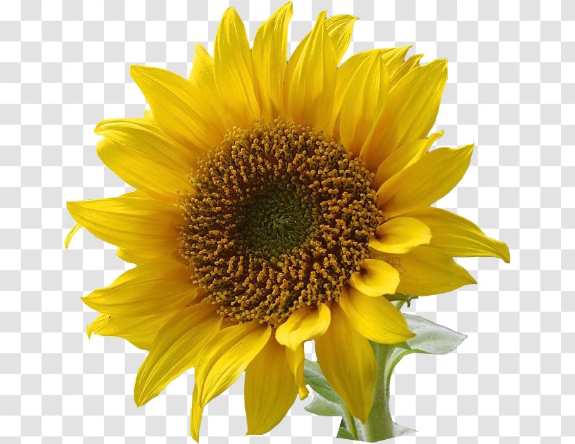 Common Sunflower Clip Art - Daisy Family - Format Images Of Transparent PNG