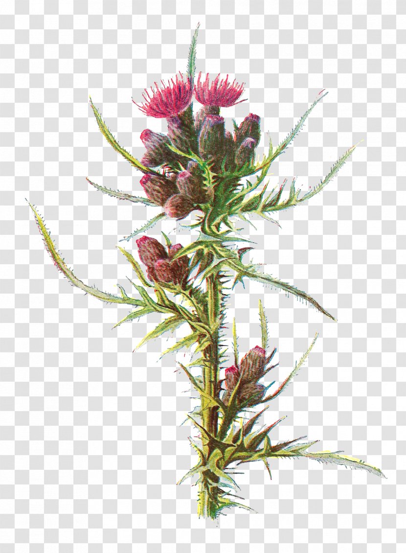 Milk Thistle Familiar Wild Flowers Cirsium Palustre - Botany - Flower Illustration Transparent PNG