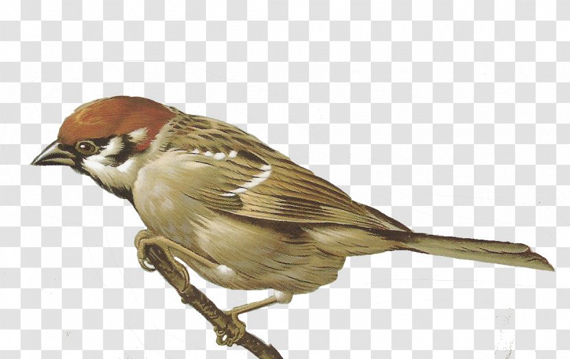 House Sparrow Clip Art - Finch Transparent PNG