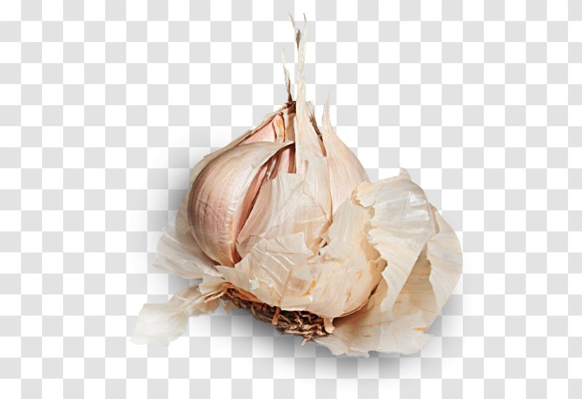 Garlic Shallot Vegetable Allicin Food Transparent PNG