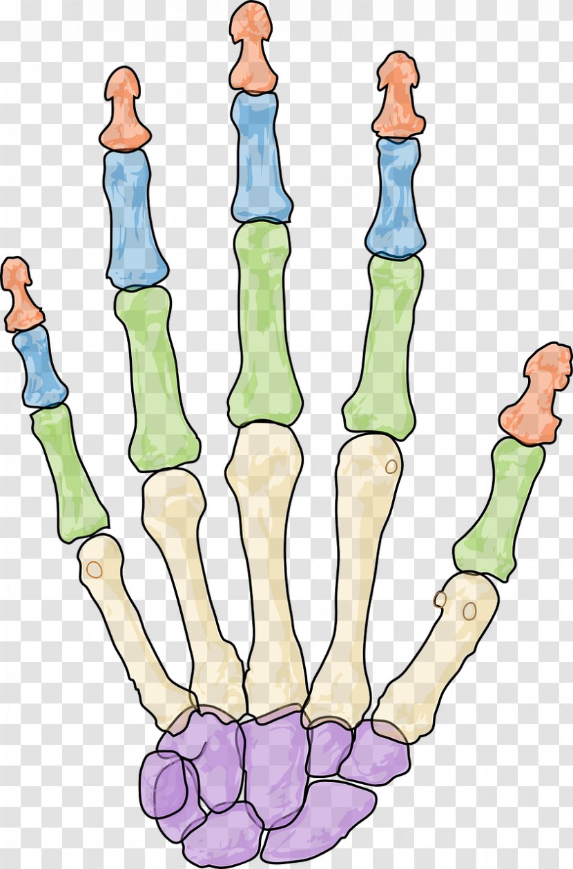 Human Skeleton Carpal Bones Phalanx Bone Hand - Tree Transparent PNG