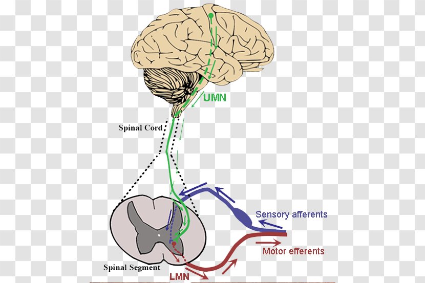 Brain Amyotrophic Lateral Sclerosis Upper Motor Neuron Lower - Frame Transparent PNG