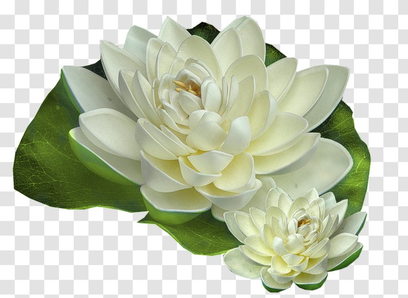 Flower Nymphaea Alba Tutorial - Petal Transparent PNG