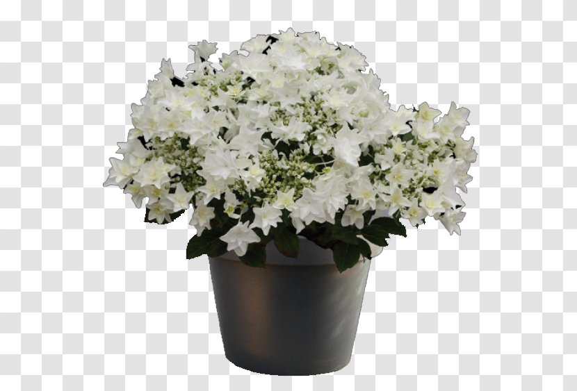 Plant White Hydrangea Cut Flowers Cook's Garden Centre - Flower Transparent PNG
