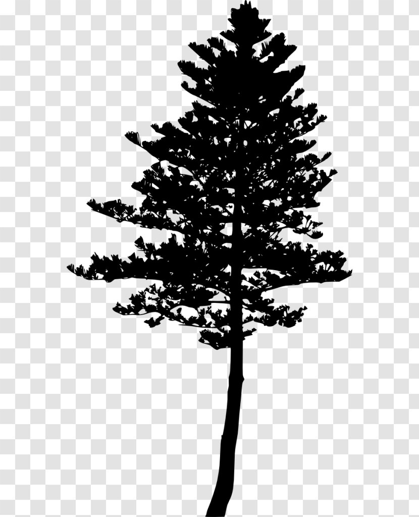 Spruce Pine Fir Tree Silhouette - Monochrome Transparent PNG