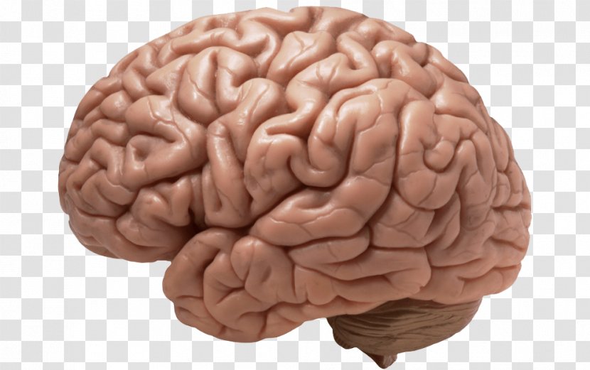 Human Brain Clip Art - Cartoon Transparent PNG