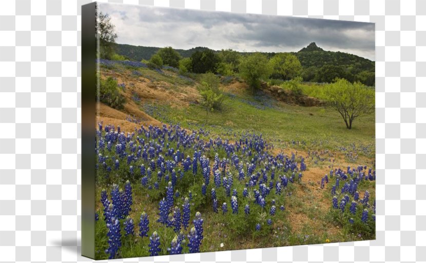Texas Hill Country Lake Buchanan Willow City Loop Bluebonnet Inks - Meadow Transparent PNG