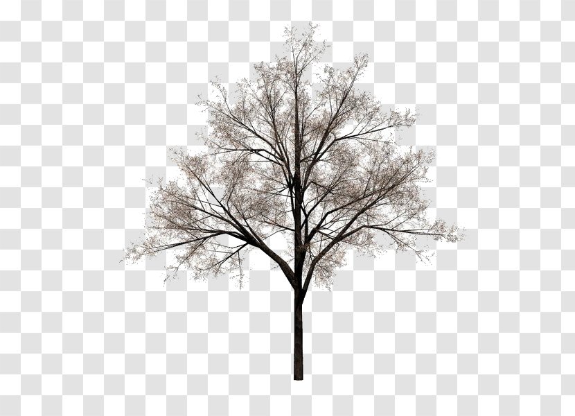 Tree Stock Photography - Winter Trees Transparent PNG