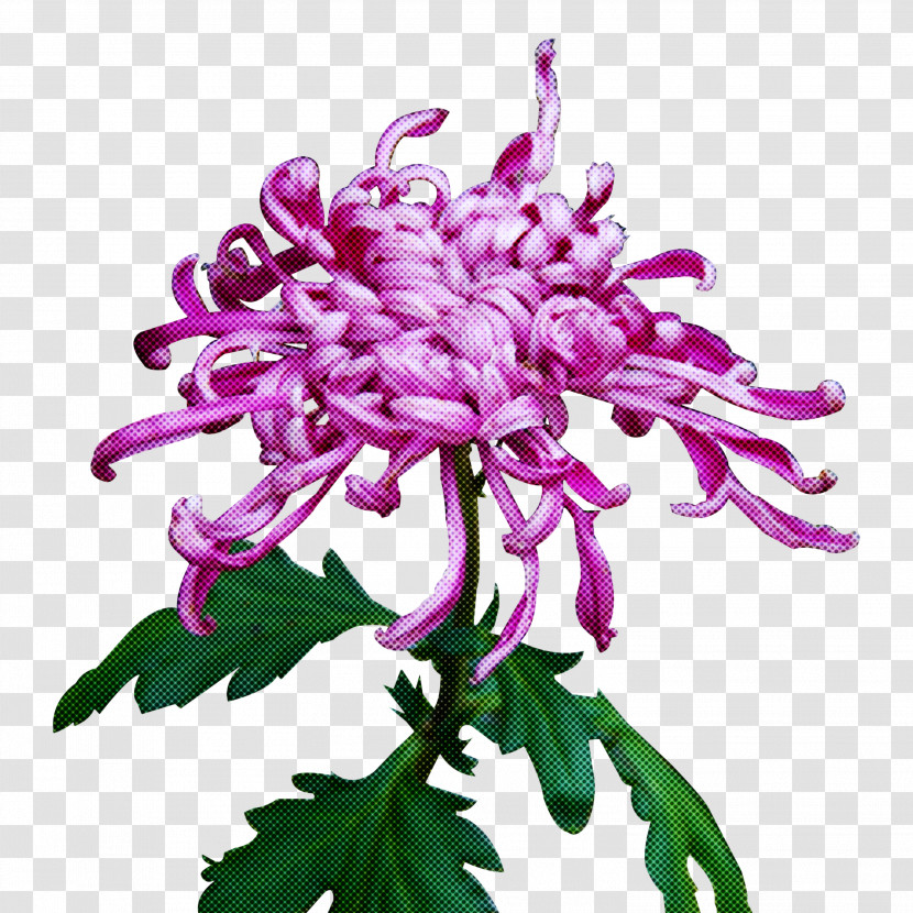 Flower Plant Purple Lilac Pink Transparent PNG