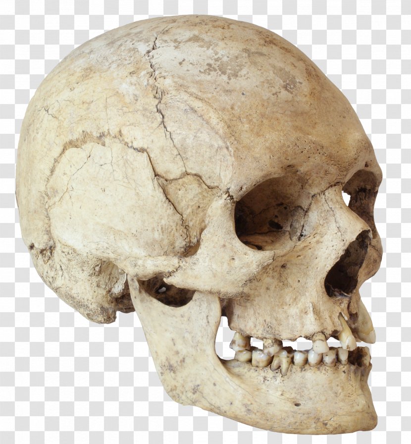 ARKEOLOGI MUSEOA (BILBAO) Skull Human Skeleton - Chin Transparent PNG