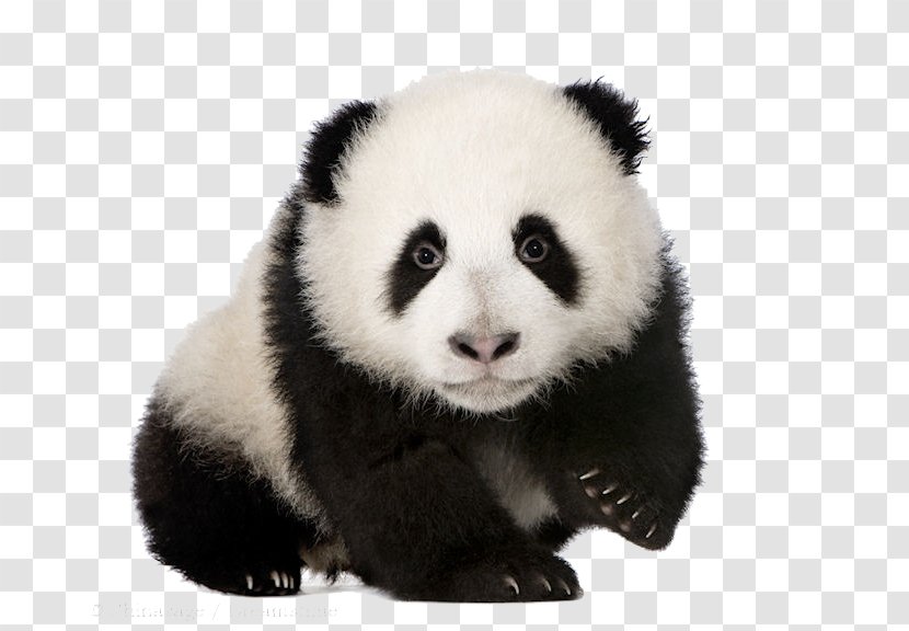 Giant Panda Vertebrate Book - Bear - Animal Transparent PNG