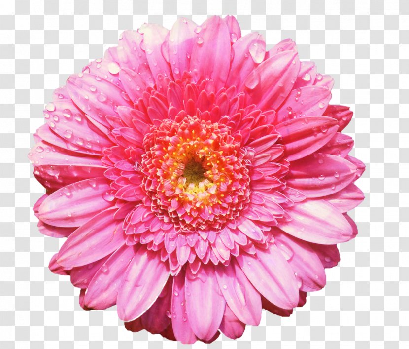 Clip Art Flower Image Transparency - Daisy Family - China Aster Transparent PNG