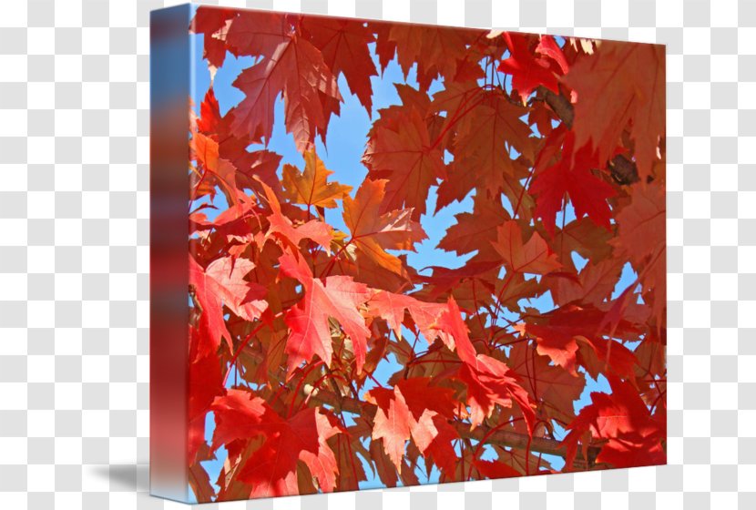 Maple Leaf Acrylic Paint Tree - Leaves Watercolor Transparent PNG