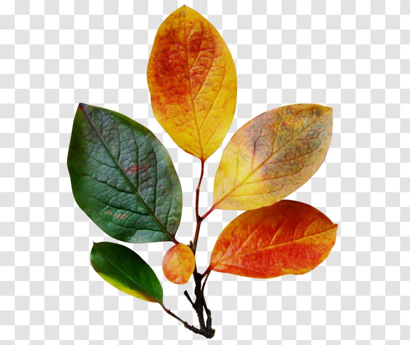 Leaf Blog Autumn Clip Art - Green Transparent PNG