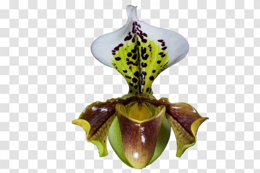 Orchid Flower - Carnivorous Plant - Hardleaved Pocket Arum Family Transparent PNG