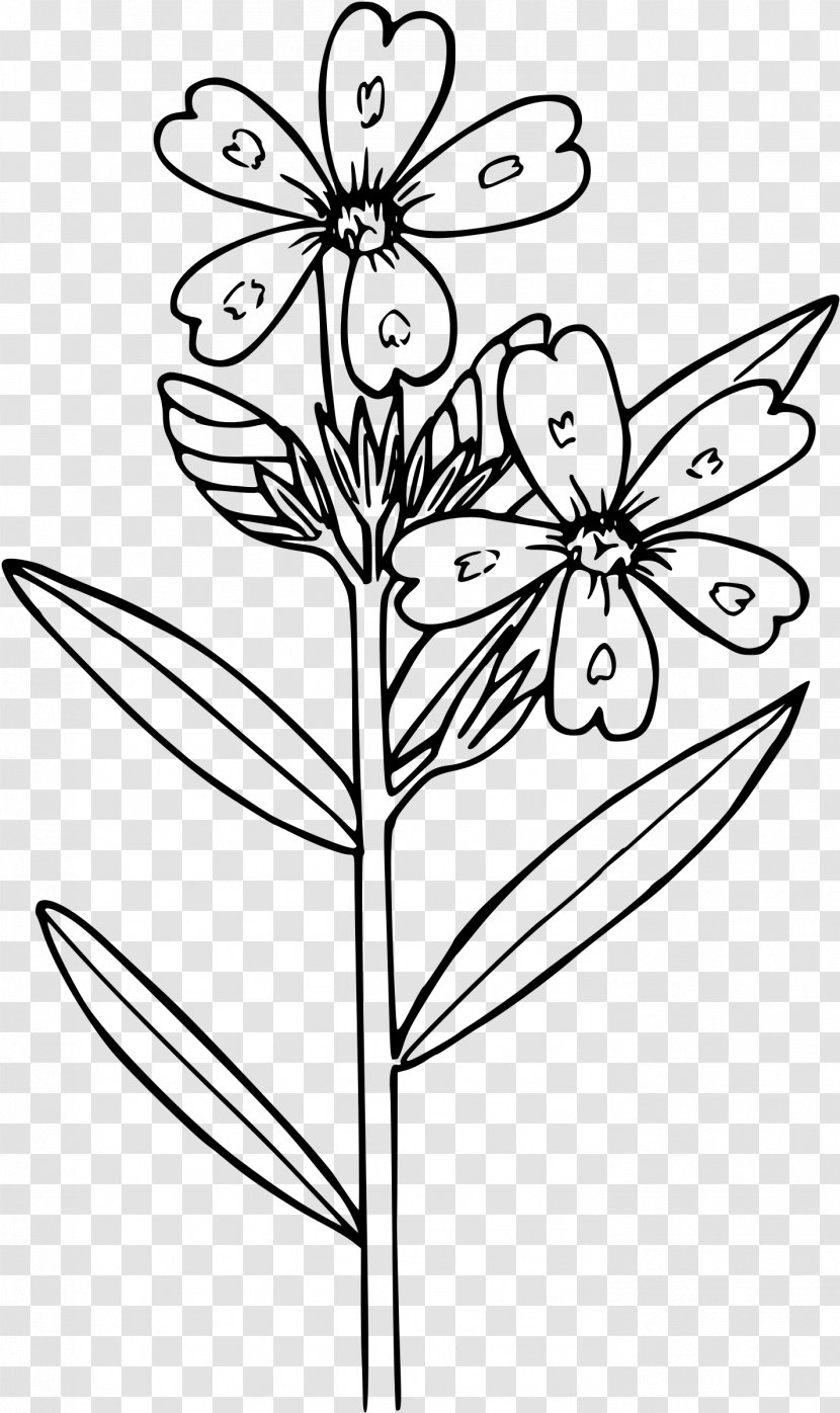 Phlox Drummondii Flower Coloring Book Clip Art - Drawing - Anemone Transparent PNG