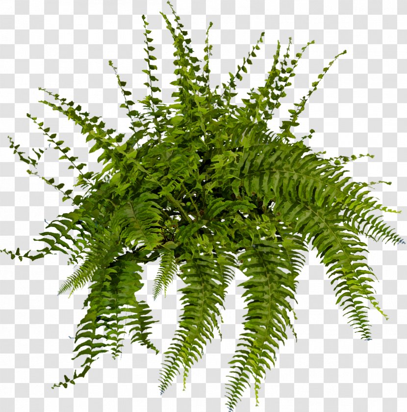 Brush Rendering - Ferns And Horsetails - Foliage Transparent PNG