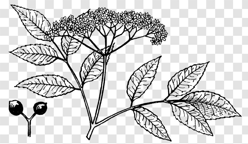 Drawing Elderberry Clip Art - Organism - Elderberries Transparent PNG