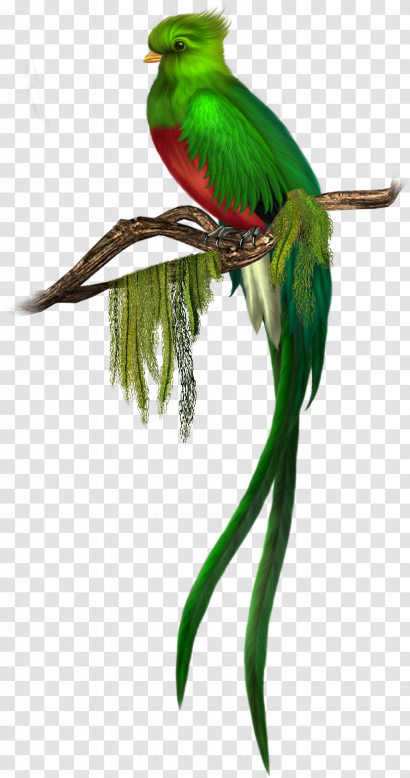 Bird Quetzal Green Clip Art - Parakeet - Free Clipart Transparent PNG