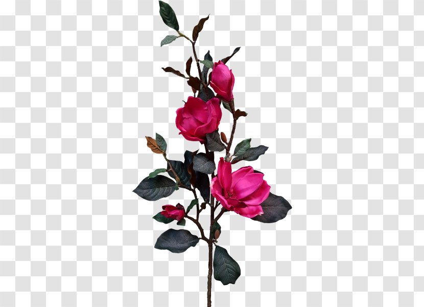 Cut Flowers Garden Roses Bud - Rosaceae - Watercolor Pink Magnolia Flower Transparent PNG