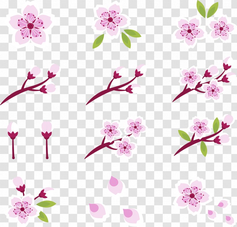 National Cherry Blossom Festival Pink - Cerasus - Beautiful Blossoms Transparent PNG