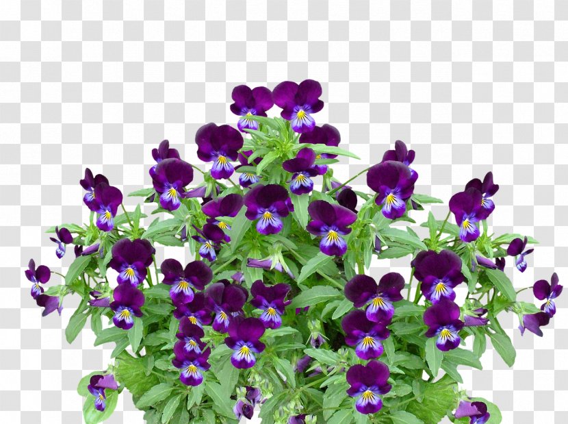 Violet Flower Plant Clip Art - Pansy Transparent PNG