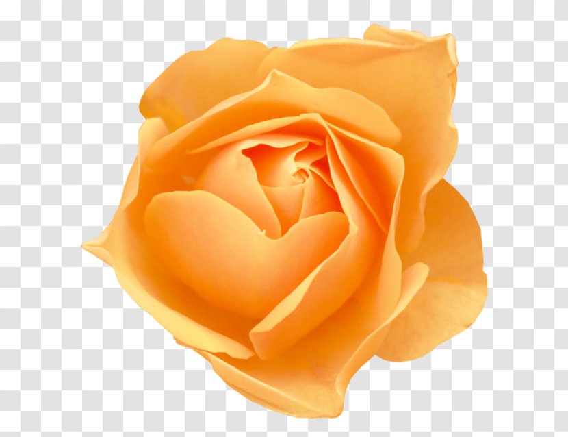 Flower Rose Morning Glory Petal - Petunia Transparent PNG