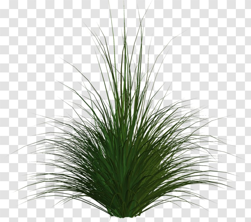 Grasses Download - Grass - Green Transparent PNG