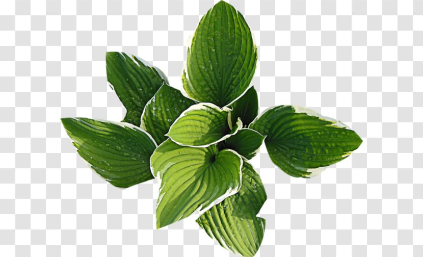 Leaf Plant Clip Art - Herbalism Transparent PNG