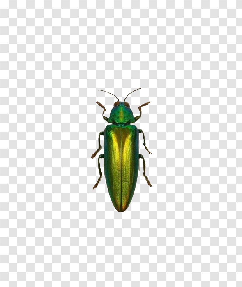 Insect Green Euclidean Vector - Scarabs Transparent PNG