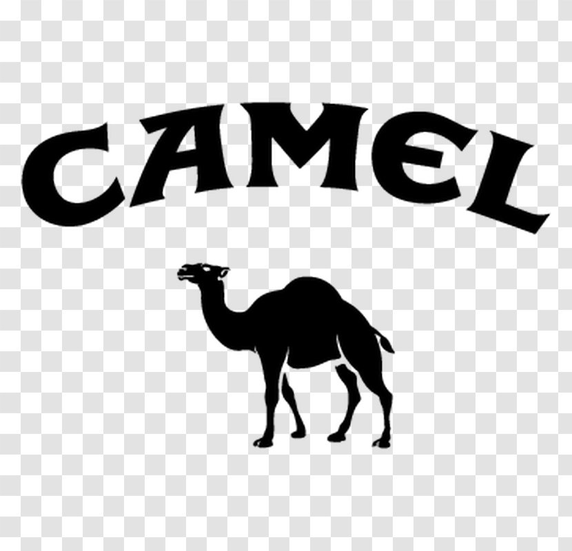 Camel Logo T-shirt Brand - Livestock - Benz Transparent PNG